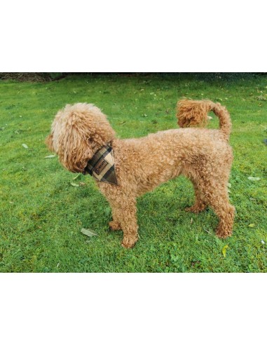 NLA Westfalia beige plain material dog coat double sided with waterproof layer inside medium