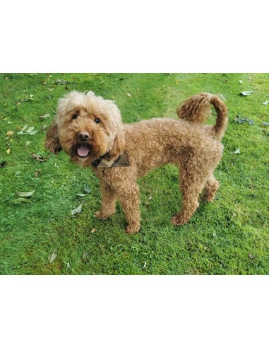 NLA Westfalia beige plain material dog coat double sided with waterproof layer inside medium