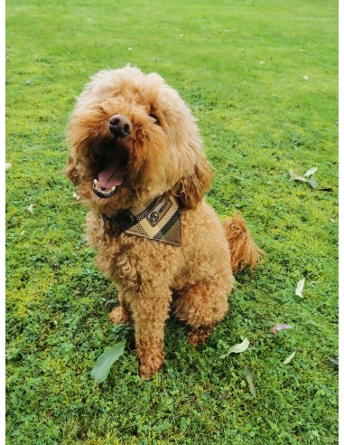 NLA Westfalia beige plain material dog coat double sided with waterproof layer inside medium