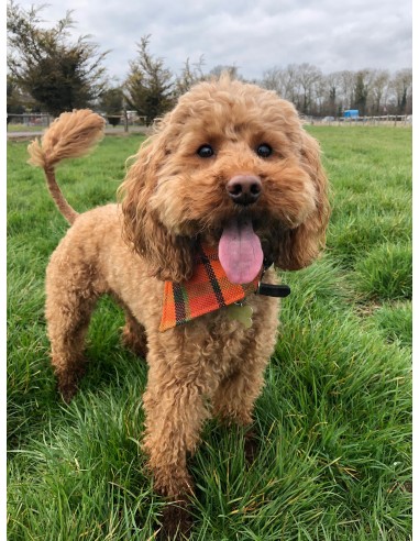 NLA Westfalia orange plain material dog coat double sided with waterproof layer inside small