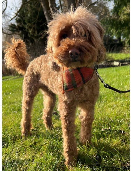 NLA Westfalia orange plaid material dog bandana large